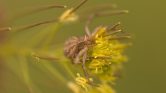 Xysticus pseudocristatus