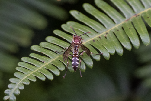 Parapolybia nodosa photo 3