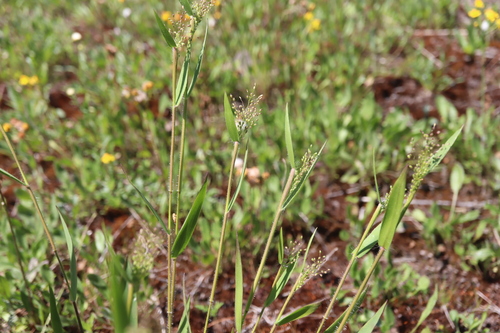 Image of Dichanthelium implicatum by (c) Henry "Nick" Robertson, some rights reserved (CC BY-SA)