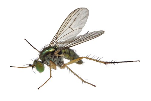 Dolichopus nigricornis