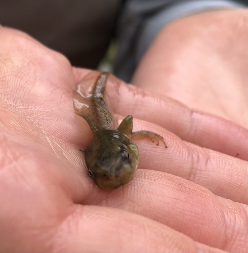 Boreal Chorus Frog photographed in Wyoming