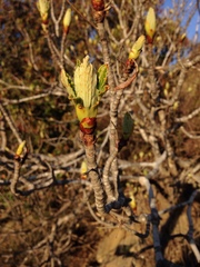 Aesculus parryi