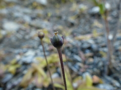 Pinguicula macroceras
