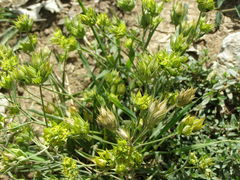 Bupleurum baldense