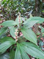 Miconia nervosa