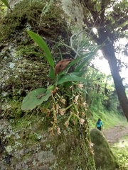Leochilus oncidioides