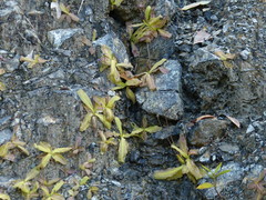 Pinguicula macroceras