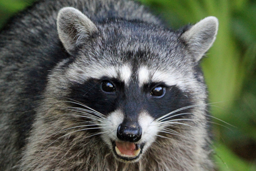 Common Raccoon photographed in Oregon