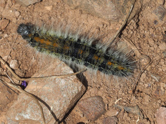 Bombycomorpha bifascia