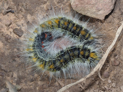 Bombycomorpha bifascia