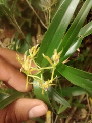 Epidendrum propinquum