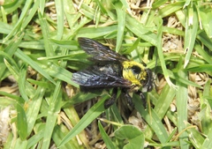 Xylocopa