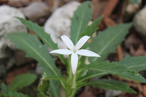 Hippobroma longiflora