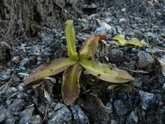 Pinguicula macroceras