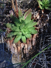 Dudleya brittonii