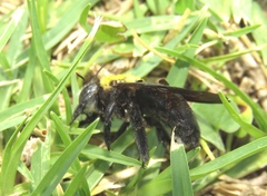 Xylocopa