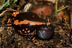 Phrynomantis bifasciatus