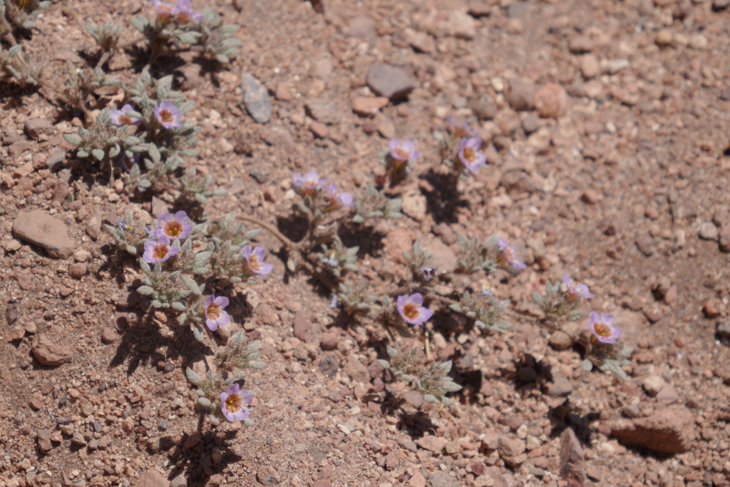 Tiquilia atacamensis