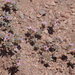 Tiquilia atacamensis - Photo (c) ruram11,  זכויות יוצרים חלקיות (CC BY-NC)