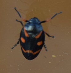 Cercopis intermedia