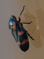 Cercopis intermedia