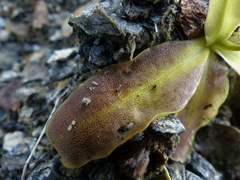 Pinguicula macroceras