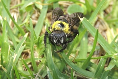 Xylocopa