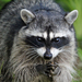 Raccoons, Coatis, and Allies - Photo (c) jayras, some rights reserved (CC BY-NC), uploaded by jayras