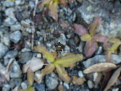 Pinguicula macroceras