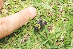Xylocopa