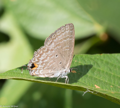 Catochrysops panormus