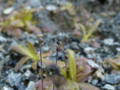 Pinguicula macroceras