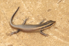 Trachylepis punctatissima
