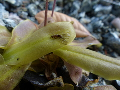 Pinguicula macroceras