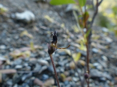 Pinguicula macroceras