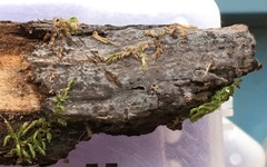 Tulasnella violea image