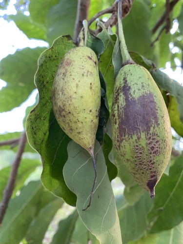 Mahua