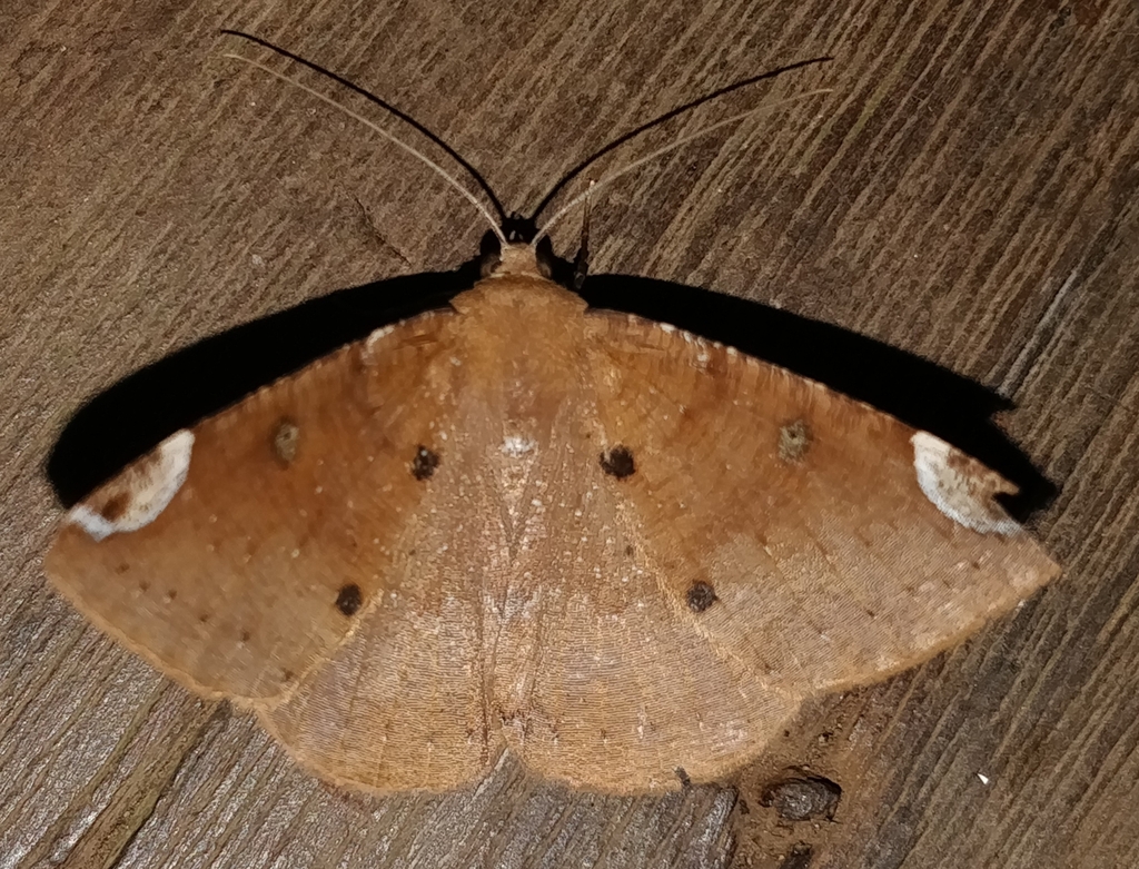 Herbita chiomaria