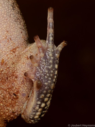 Guttural Toad