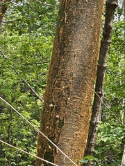 Bursera simaruba image