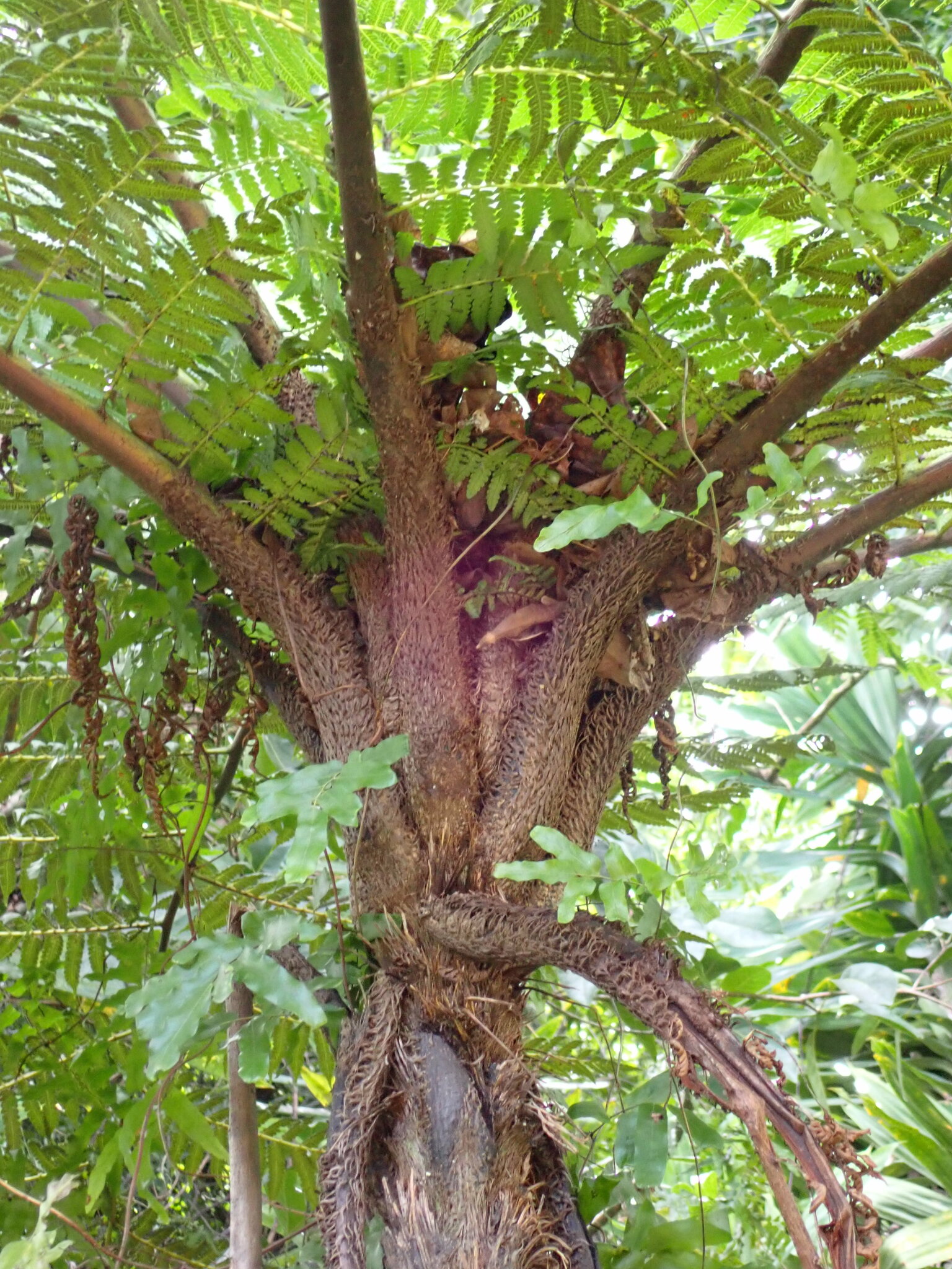 Compost Plant Spore Sphaeropteris propinqua - Growing Guide & Care Tips | BioGardens.org