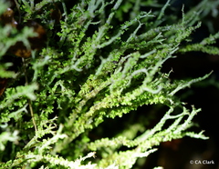 Cladonia furcata image