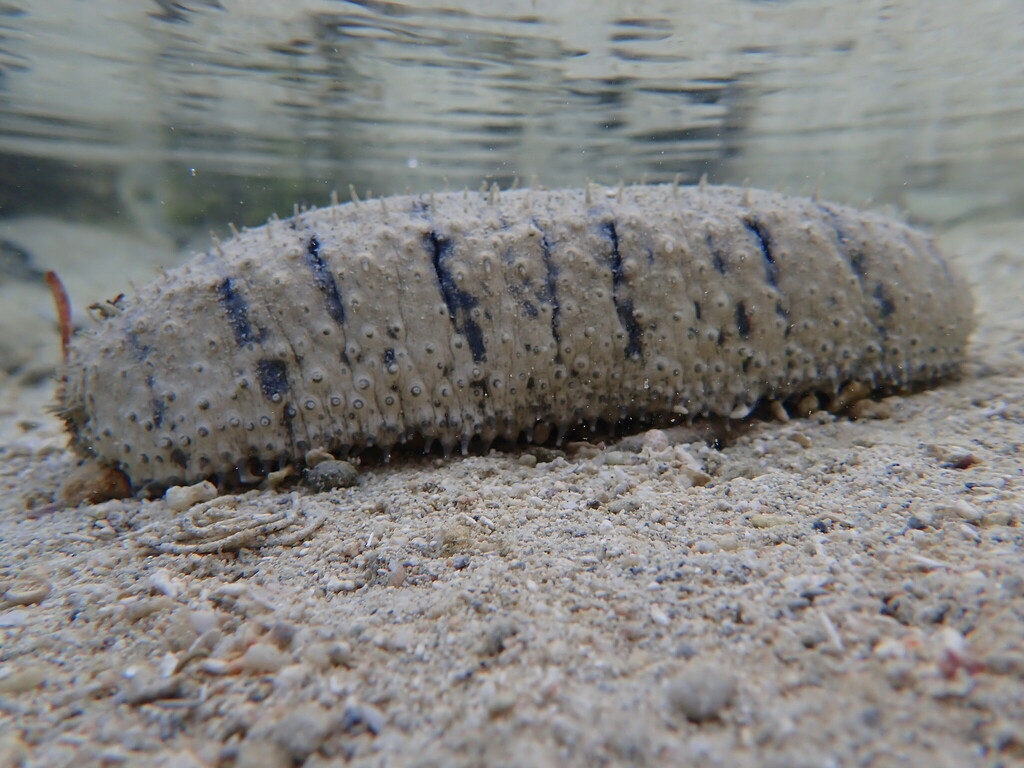Golden Sandfish