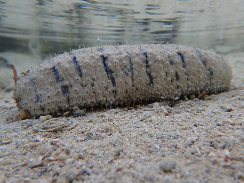 Holothuria scabra Jaeger, 1833