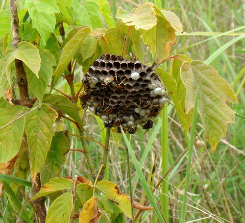 Polistes nimpha photo 3