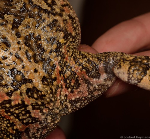Guttural Toad