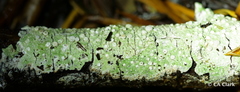 Ochrolechia oregonensis image