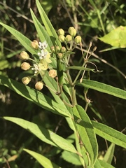 Asclepias nivea