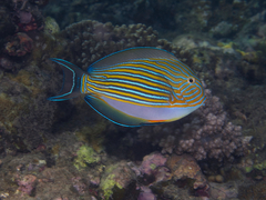 Lined Surgeonfish photo 5