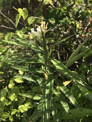 Asclepias nivea